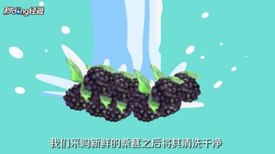 桑葚泡酒前要洗吗 桑葚泡酒的方法