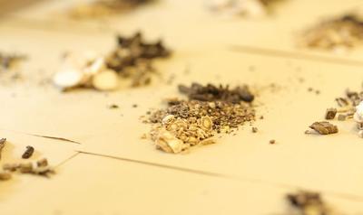 决明子菊花陈皮泡水喝的功效  决明子泡水喝要炒熟吗