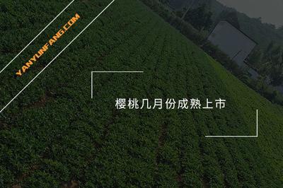 樱桃几月份成熟 樱桃几月份上市