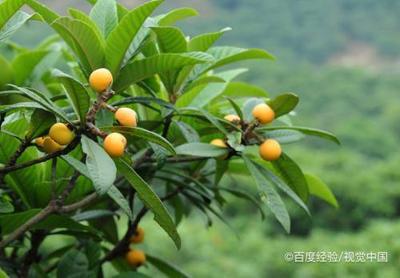 枇杷核能吃吗 吃了一颗枇杷核怎么办